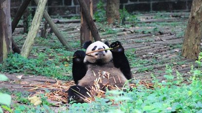 Chengdu Giant Panda on the Silk Road Tour